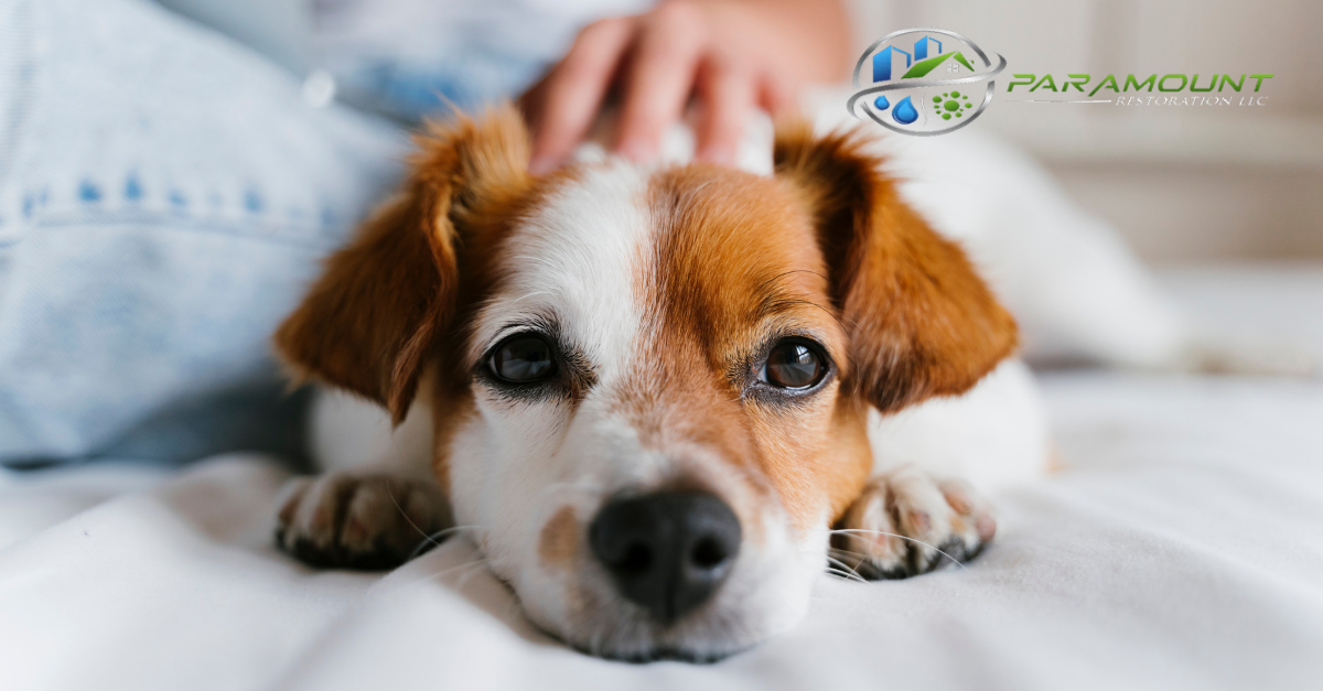Why Pet Owners Should Prioritize Regular Air Duct Cleaning